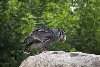 Bird perching on rock