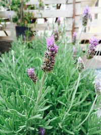 Close-up of lavender flowers