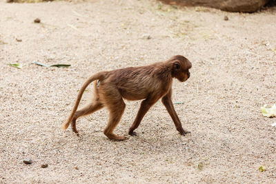 Little cute macaque monkey walking in the nature park. selective focus. animal background