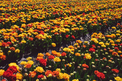 Full frame shot of flowering plants on field