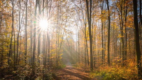 Sunlight streaming through trees in forest