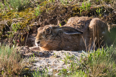 Hare leaves its burrow and lies in front of the entrance