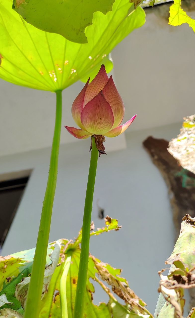 CLOSE-UP OF LOTUS WATER LILY ON PLANT