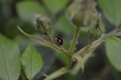 Close-up of ladybug on leaf