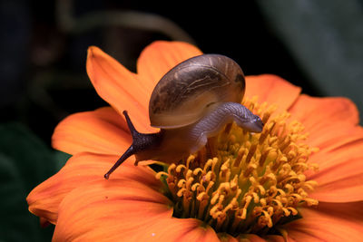 Close-up of snail on flower