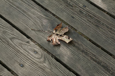 High angle view of dry leaf on wood