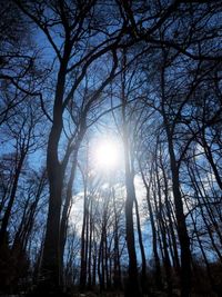 Sun shining through trees