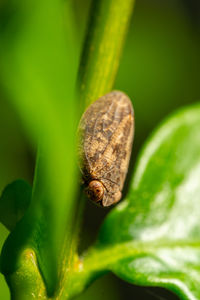 Close-up of snail on plant