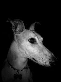 Close-up portrait of dog