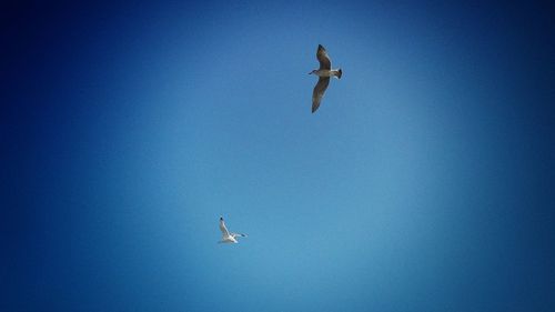 Low angle view of bird flying against clear blue sky