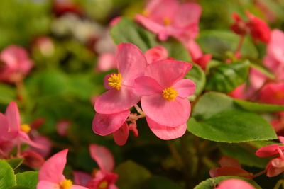 Close-up of multi colored flowers blooming outdoors