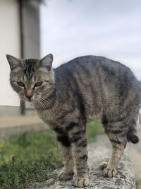 Side view of a cat
