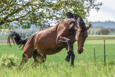 Horse grazing on field