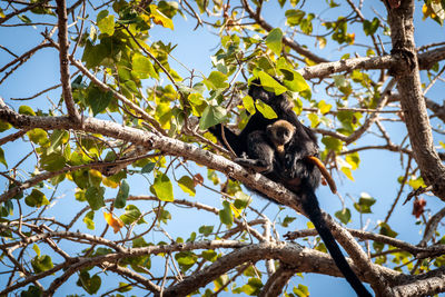 A female monkey holding her baby on a tree