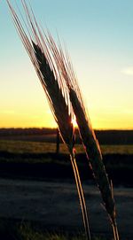 Close-up of plant against sky at sunset