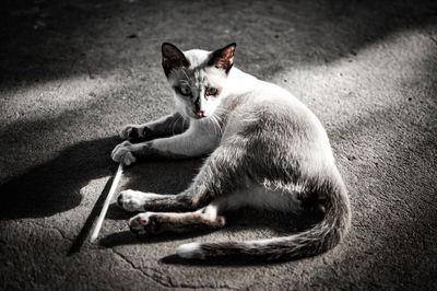 Portrait of cat lying on floor