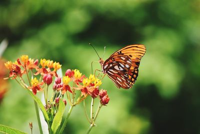 Butterfly perching on flower