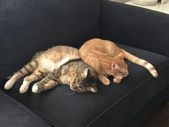 High angle view of cat sleeping on sofa