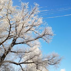 Low angle view of bare tree against clear blue sky