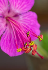 Close-up of pink flowers