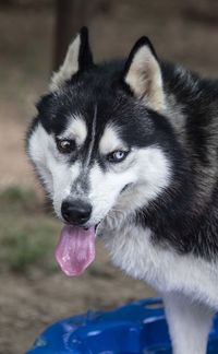 Close-up portrait of a dog