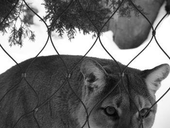 Portrait of mountain lion seen through fence