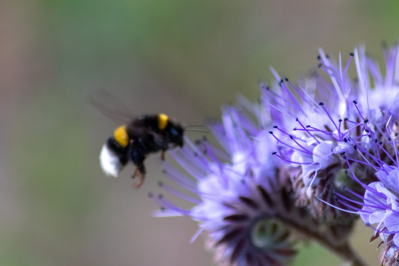 CLOSE-UP OF HONEY BEE POLLINATING ON PURPLE FLOWER