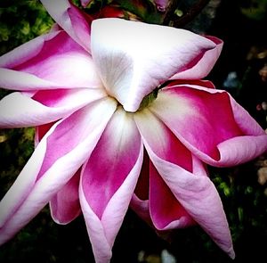 Close-up of pink flower blooming outdoors