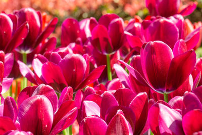 Full frame shot of pink tulips