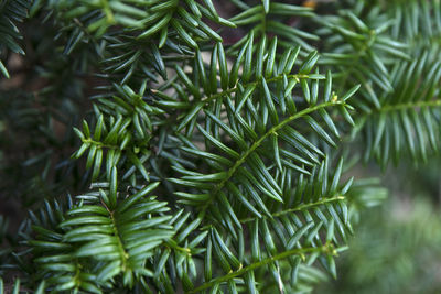 Close-up of green leaves