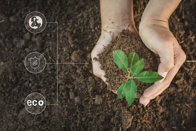 Cropped hands of woman planting seedling on field