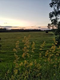 Scenic view of field against sky during sunset