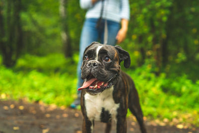 Boxer dog for a walk with the owner.