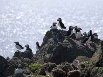 Puffins paradise on the cliff rock