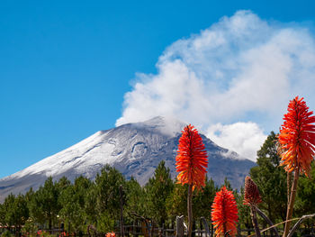 View of trees and plants against cloudy sky