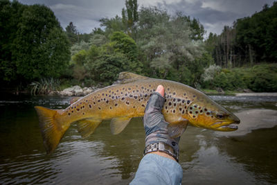 View of hand holding fish in water