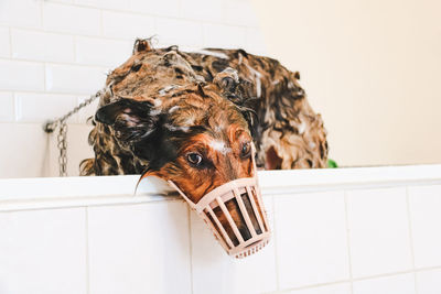 Close-up of a dog soapy in the tub