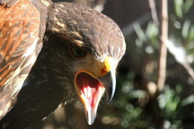 Close-up of eagle