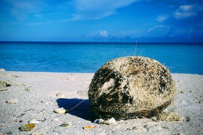 Sea shore on rock at beach against sky