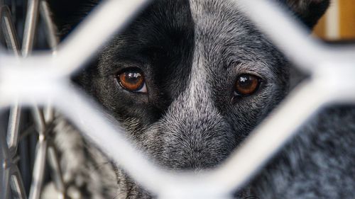 Close-up portrait of dog behind fence