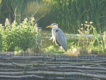 High angle view of gray heron perching on plants