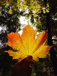 Close-up of cropped hand holding maple leaf
