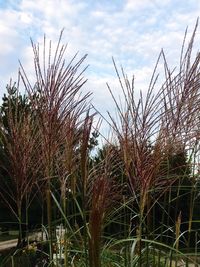 Close-up of plants against sky