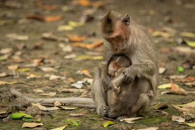 Monkey sitting in a field