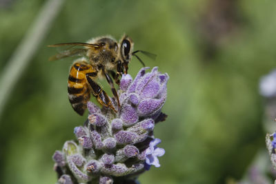 Close-up of honey bee on lavender