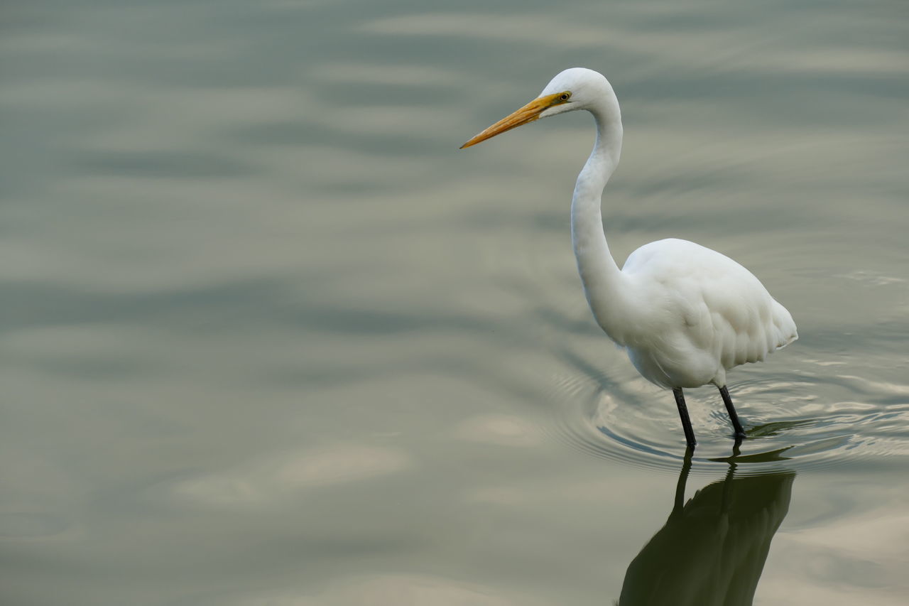 Intermediate Egret.