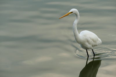 White egret in lake