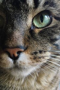 Close-up portrait of a dog