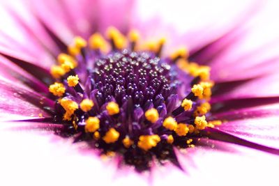 Macro shot of flower