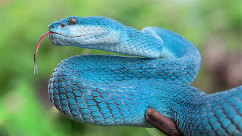 Close-up of lizard